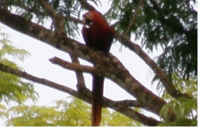 National bird the scarlet macaw.JPG