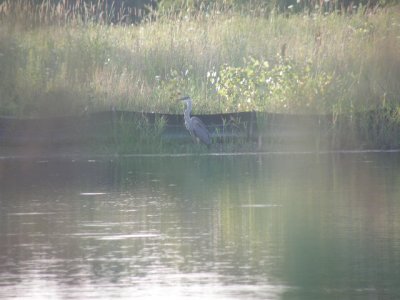 A blue heron made hishome on our shore.JPG