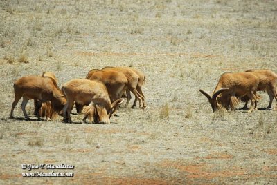 Monarto Zoo