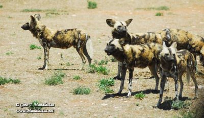 Monarto Zoo