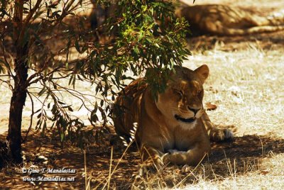 Monarto Zoo