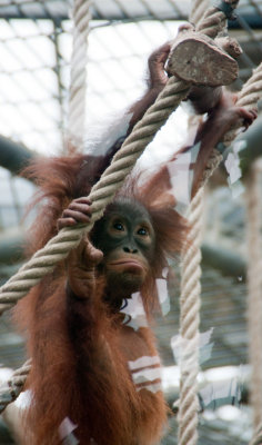 orangutangle.jpg