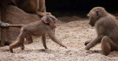 cologne_zoo