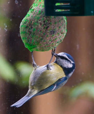 fatballfeeding1.jpg