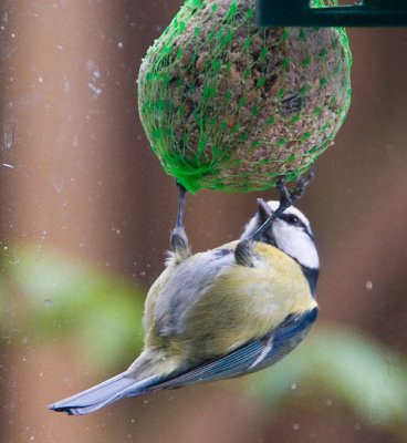 fatballfeeding2.jpg