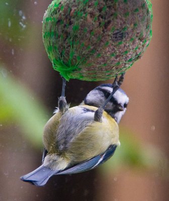 fatballfeeding3.jpg