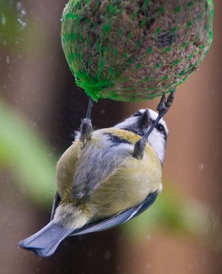 fatballfeeding4.jpg