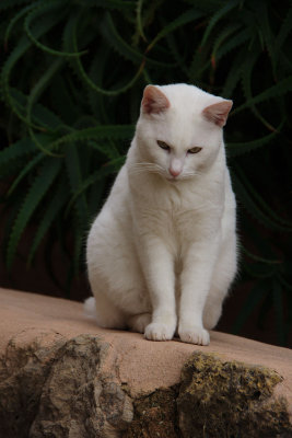 cactuscat.jpg