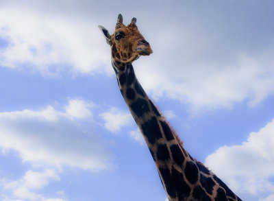giraffe-art-3.jpg