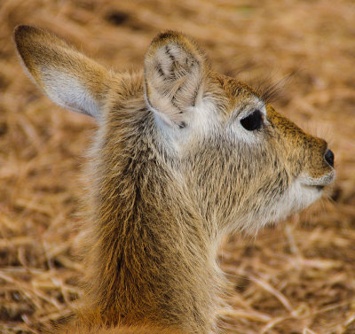indianblackbuck.jpg