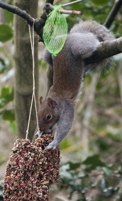 squireelling6.jpg