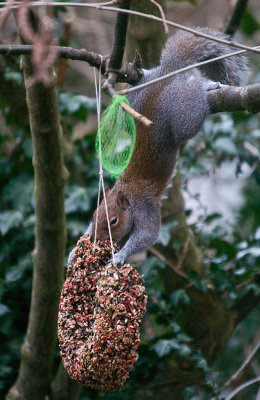 squirrelring1.jpg