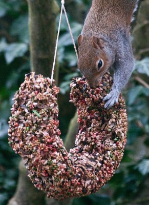 squirrelring2.jpg