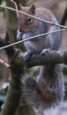 squirrelring3.jpg
