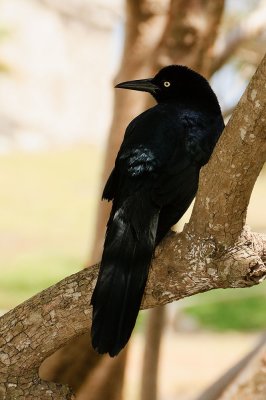 yucatanblackbird.jpg
