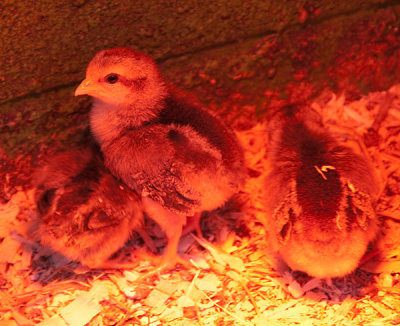 hotchicks.jpg