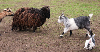 goatstandoff.jpg