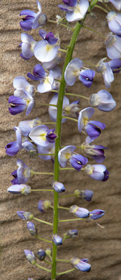 wisteria2.jpg