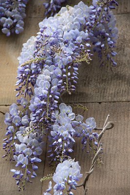wisteria.jpg