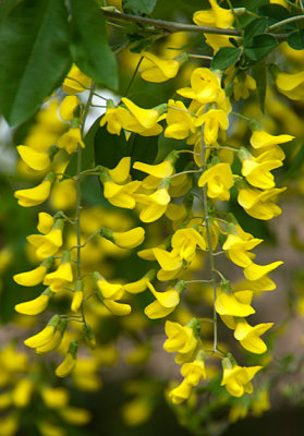 laburnum.jpg