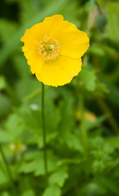 japanesepoppy.jpg