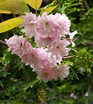 floweringcherry2.jpg