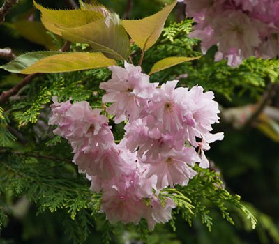 floweringcherry.jpg