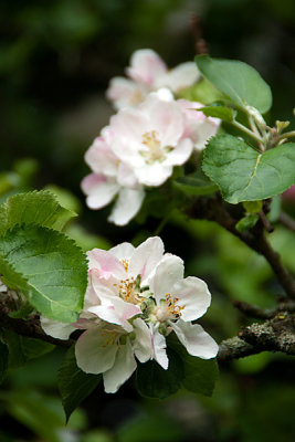 appleblossom.jpg