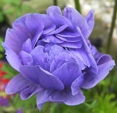 Anemone2.jpg
