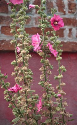 venicemuranoflower1.jpg