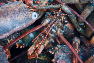 lobster.jpg