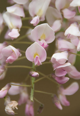 wisteriacloseup.jpg