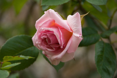 rosesk1.jpg