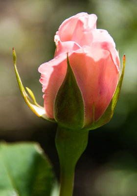 rosebud.jpg