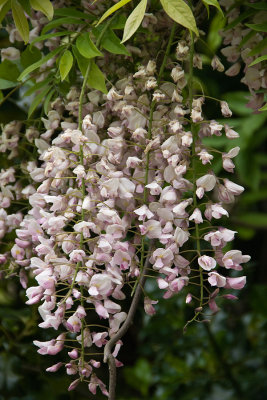 japanesewisteria.jpg