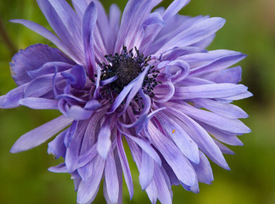 anenome1.jpg