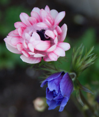 anemones.jpg
