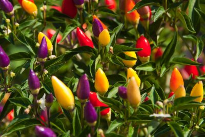 colouredcapsicums-sk.JPG