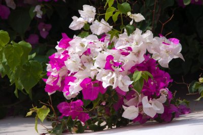 bougainvilleacolours2-sk.JPG