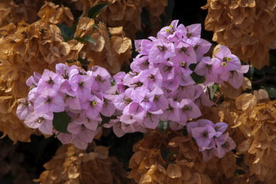 bougainvilleacolours-sk.JPG