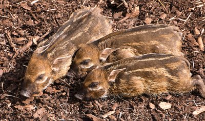 redriverhoglets3.jpg