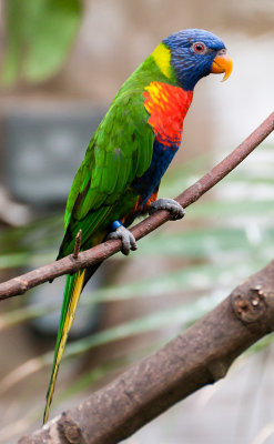 lorikeet1.jpg