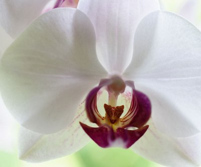 orchid4-sk.jpg