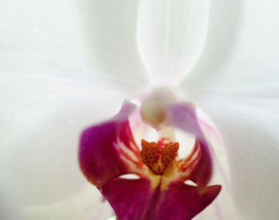 orchid3-sk.jpg