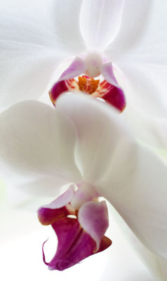 orchid2-sk.jpg