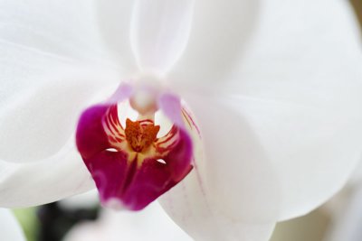 orchid1-sk.jpg