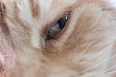 catseye3-sk.jpg