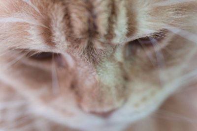 catseye2-sk.jpg