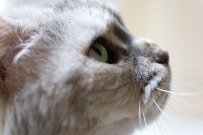 catseye1-sk.jpg