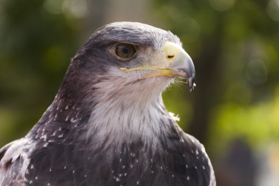 colognehawk-sk.JPG